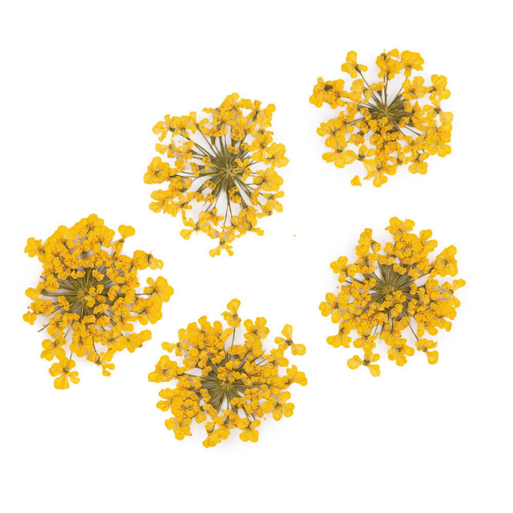 Getrocknete Nagelblumen Gelb gelbe Blumen für Nagelkunst MollyLac